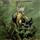 Frost And Fire from Cirith Ungol : Album Name | CFF Radio